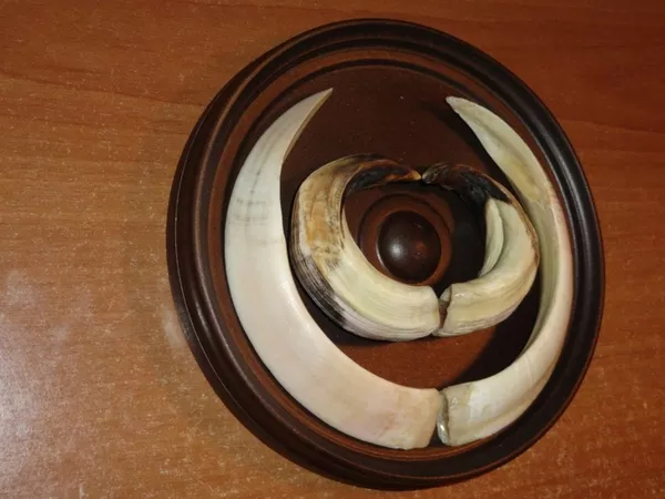 Охотничий VIP-трофей - клыки кабана секача(21, 5х14см) на медальоне. 3