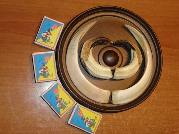 Охотничий VIP-трофей - клыки кабана секача(21, 5х14см) на медальоне. 4