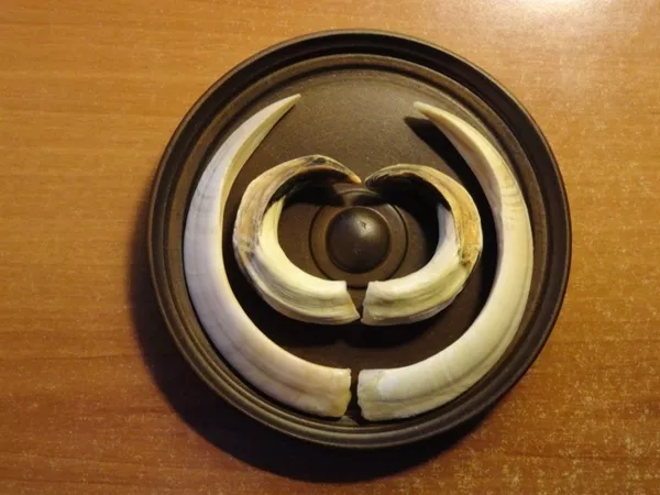 Охотничий VIP-трофей - клыки кабана секача(21, 5х14см) на медальоне. 5