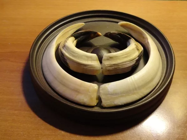 Охотничий VIP-трофей - клыки кабана секача(21, 5х14см) на медальоне. 6