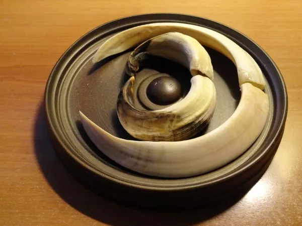 Охотничий VIP-трофей - клыки кабана секача(21, 5х14см) на медальоне. 7