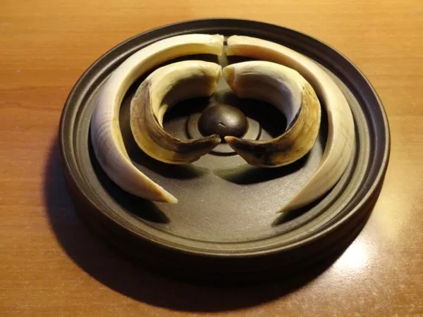 Охотничий VIP-трофей - клыки кабана секача(21, 5х14см) на медальоне. 8