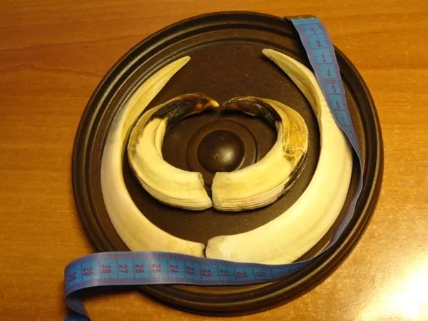 Охотничий VIP-трофей - клыки кабана секача(21, 5х14см) на медальоне. 10