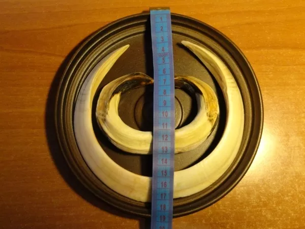 Охотничий VIP-трофей - клыки кабана секача(21, 5х14см) на медальоне. 11