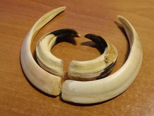 Трофейные клыки кабана секача(17, 5х13, 5см).