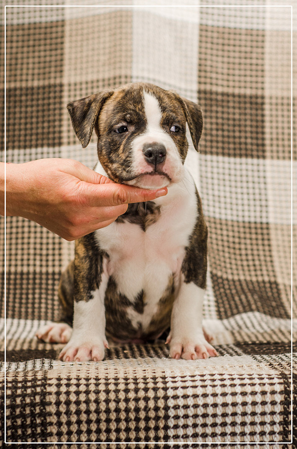 Малышня  Амстффы 3