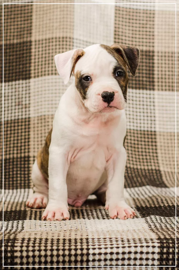 Малышня  Амстффы 5