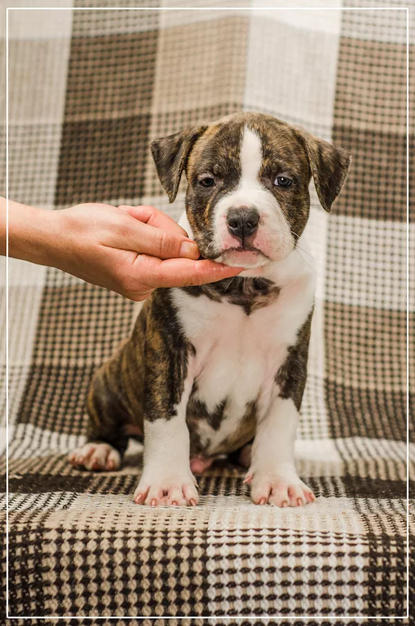 Малышня  Амстффы 6