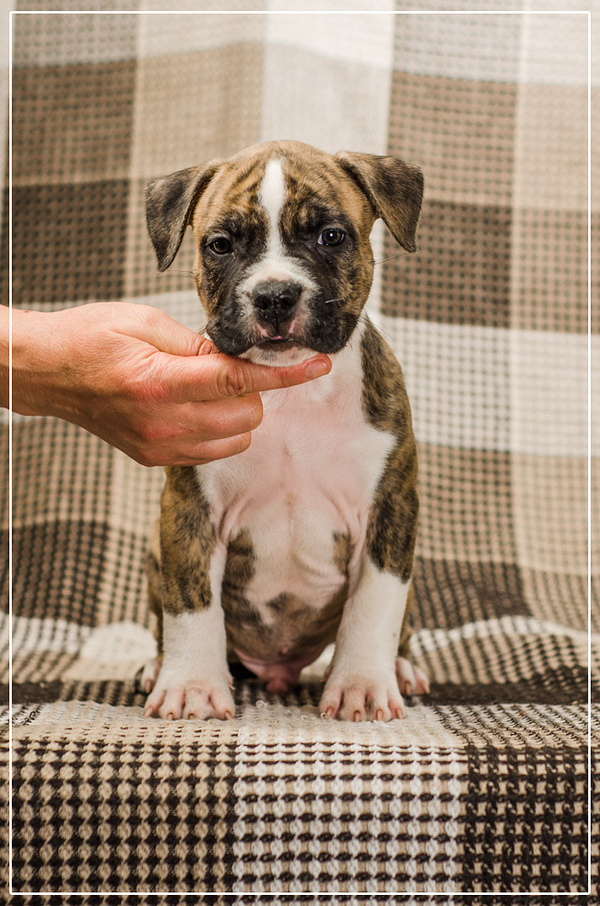 Малышня  Амстффы 7