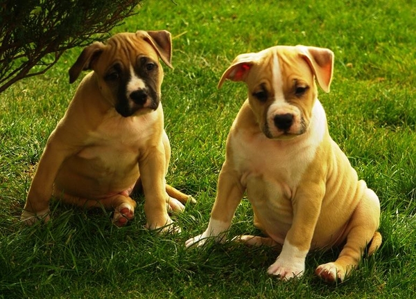 Щенки без генетических заболеваний. стафф