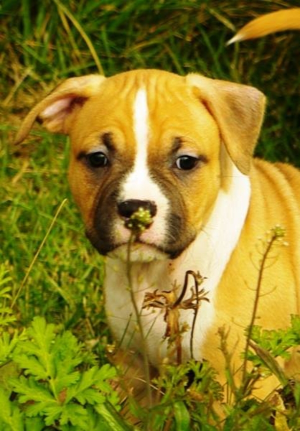 Щенки без генетических заболеваний. стафф 2