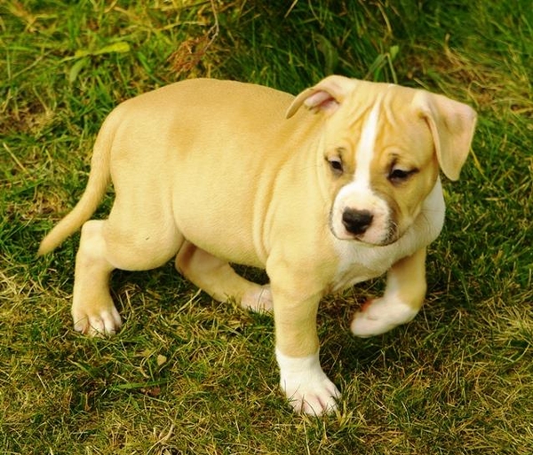 Щенки без генетических заболеваний. стафф 3