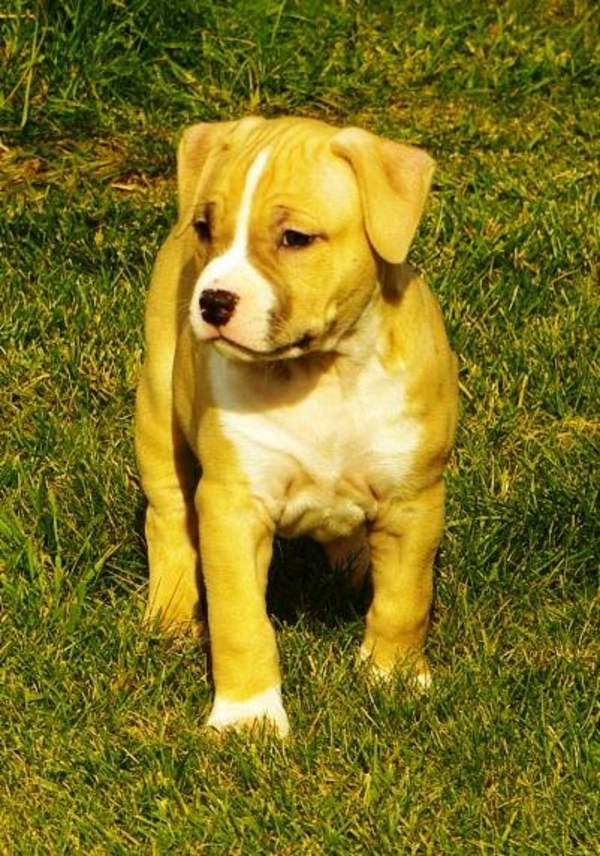 Щенки без генетических заболеваний. стафф 4