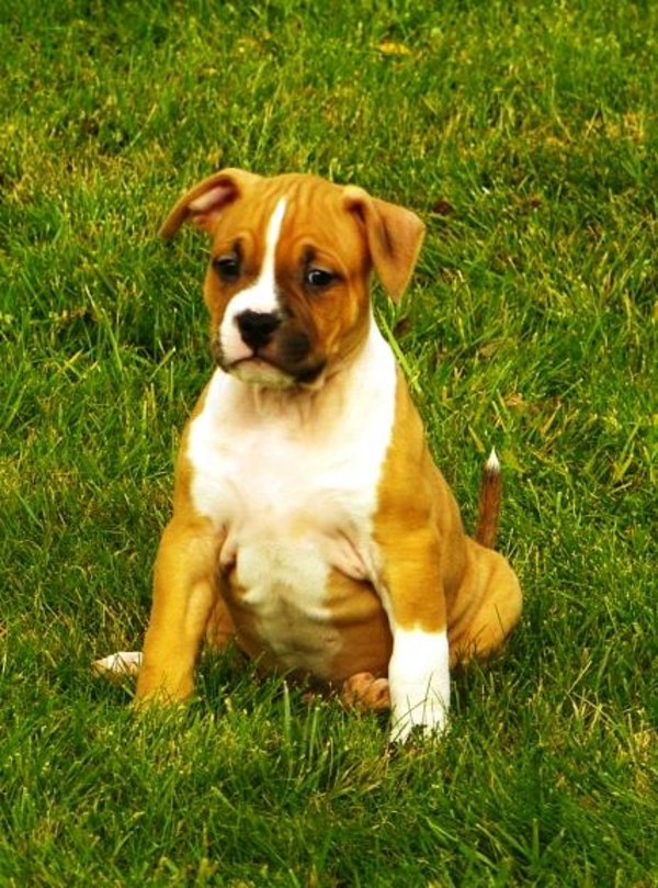 Щенки без генетических заболеваний. стафф 5