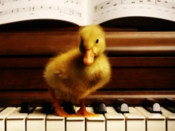 перевозка погрузка пианино