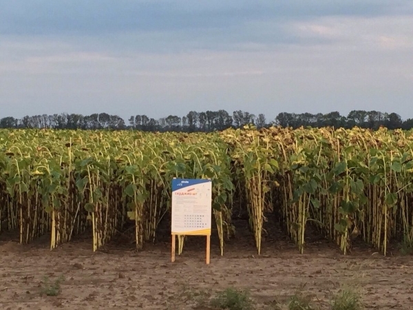 Семена подсолнечника Серджио ШТ 3