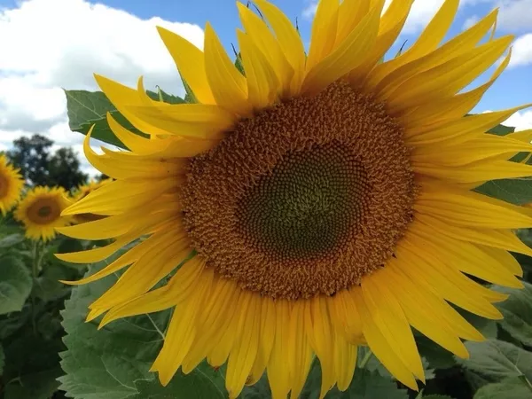 Продам насіння соняшника під гранстар ПРО229су