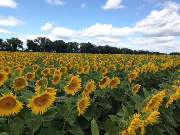 Продам насіння соняшника під гранстар ПРО229су 2