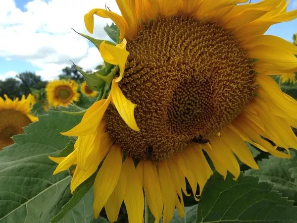 Продам насіння соняшника від “Терра-Юг Україна”!!!