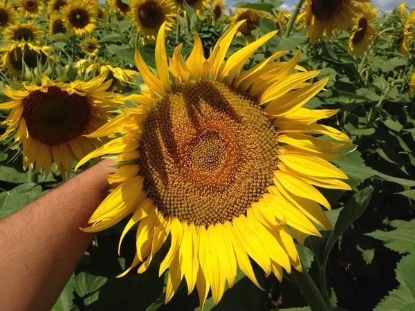 Продам насіння соняшника від “Терра-Юг Україна”!!! 3