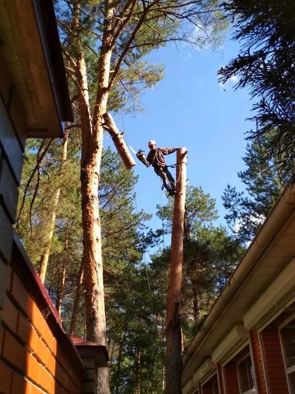 Спиливание деревьев любой сложности