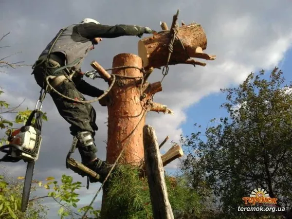 Спиливание деревьев любой сложности 2