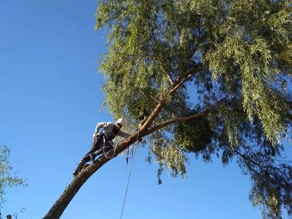 Спиливание деревьев любой сложности 3