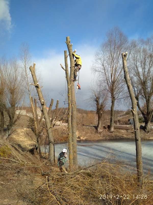 Спиливание деревьев любой сложности 2
