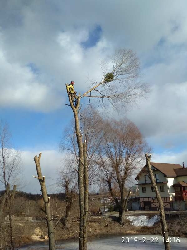 Спиливание деревьев любой сложности