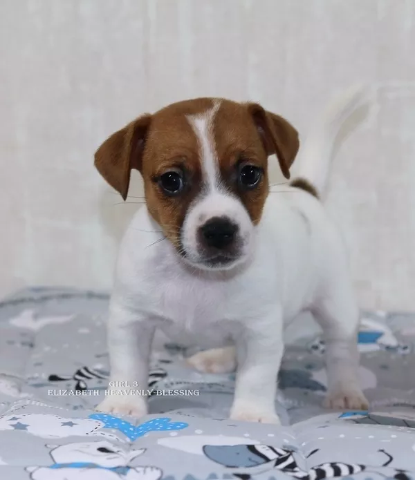 Великолепный щенок Джек Рассел терьера от лучших представителей породы 3