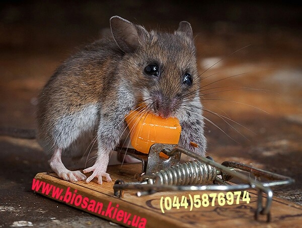 Приманочный контейнер . 5