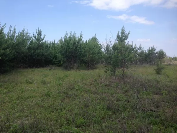 Продам участок с лесом в 19 км от Киева 4