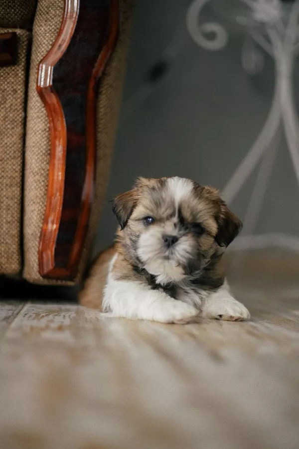 Купить щенка ши тцу в Киеве. 5