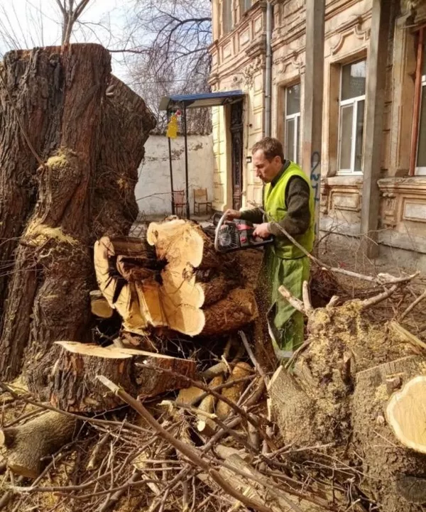 Спил деревьев,  дрова. Киев 3
