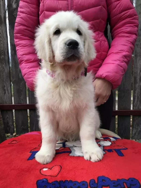 Цуценята золотистого ретрівера Ot Bahur 2