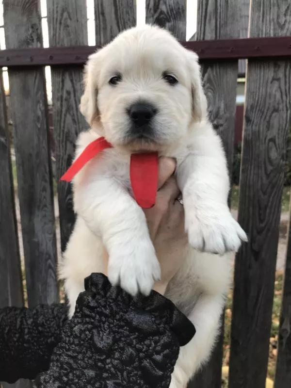 Цуценята золотистого ретрівера Ot Bahur 3