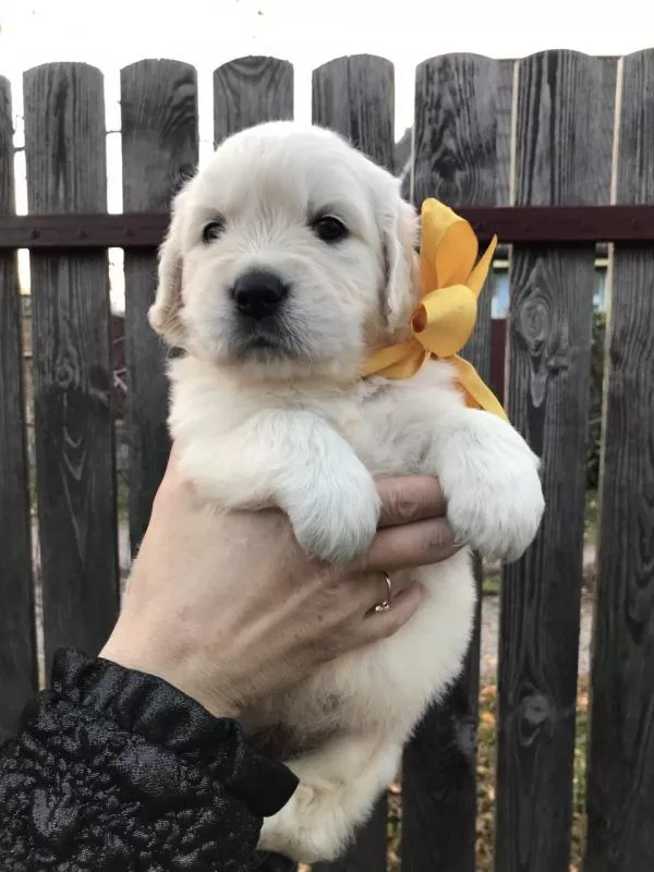 Ретрівера щенята Ot Bahur 2