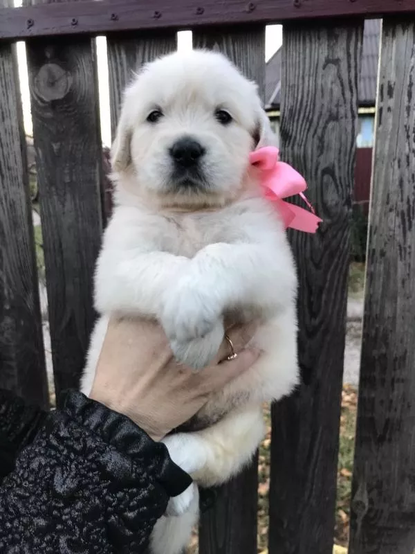 Ретрівера щенята Ot Bahur 3