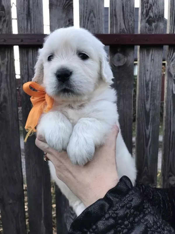 Ретрівера щенята Ot Bahur 5