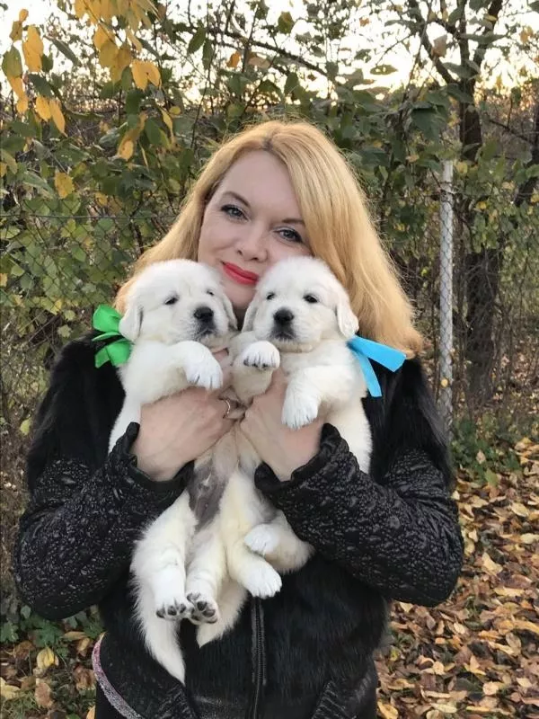 Ретрівера щенята Ot Bahur 8