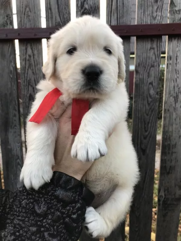 Ретрівера щенята Ot Bahur 6