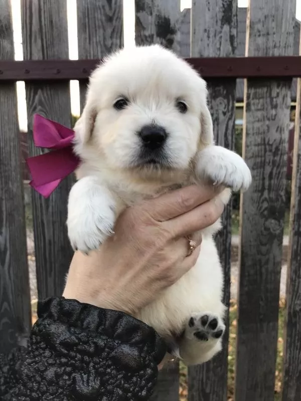 Ретрівера щенята Ot Bahur 7