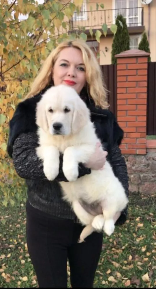 Ретрівера золотистого щенята Ot Bahur 5