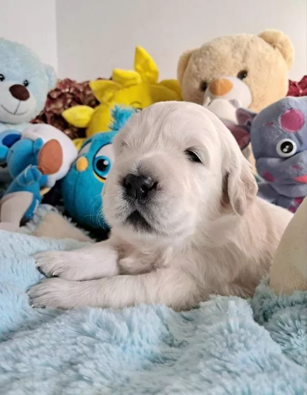 Цуценята золотистого ретрівера Оt Bahur 2