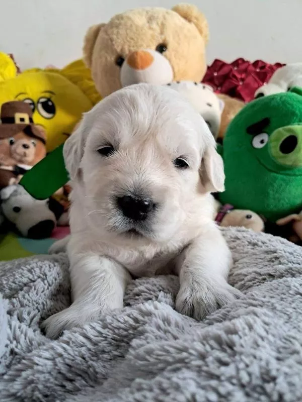 Цуценята золотистого ретрівера Оt Bahur 4