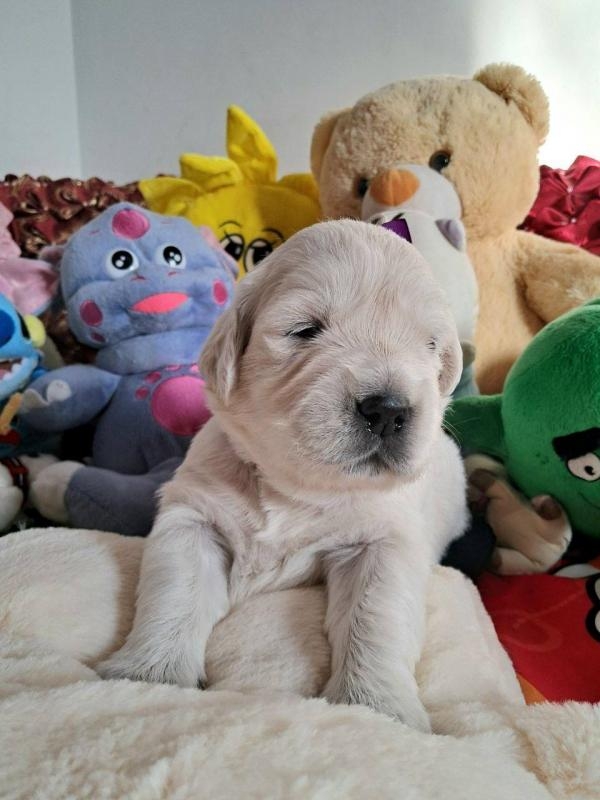 Цуценята золотистого ретрівера Оt Bahur 3