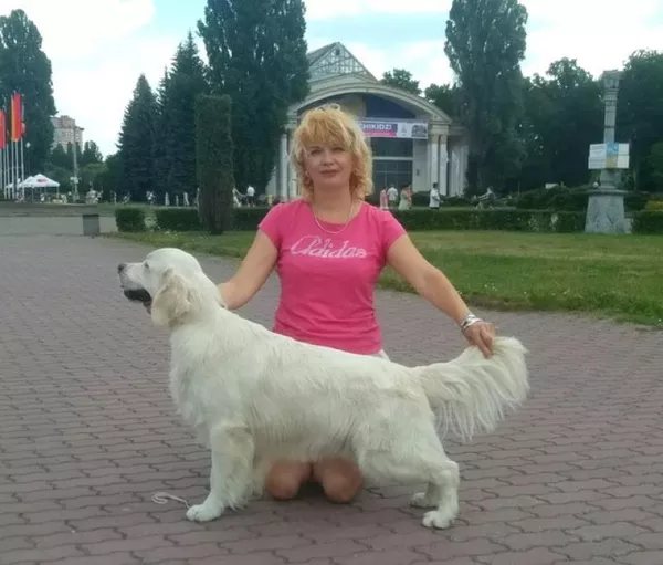 Цуценята золотистого ретрівера Оt Bahur 5