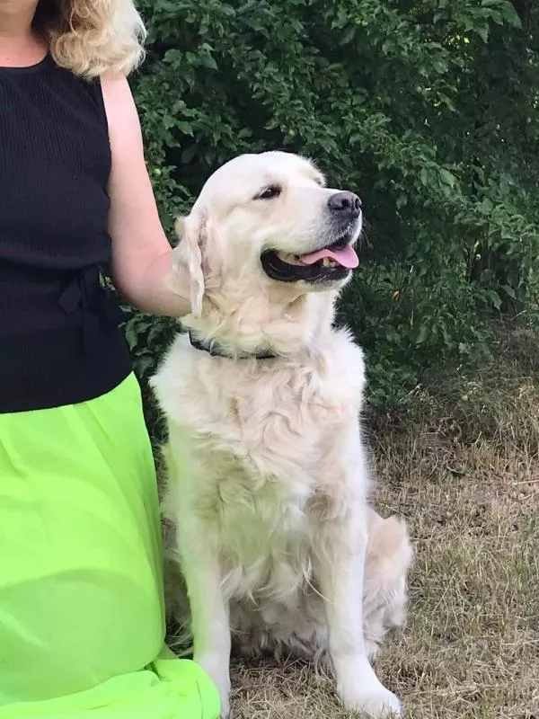 Цуценята золотистого ретрівера Оt Bahur 7