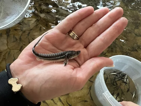 Малек руcского осетра. Ирпень 