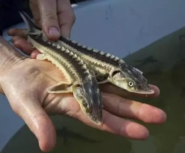 Малек рycского осетра